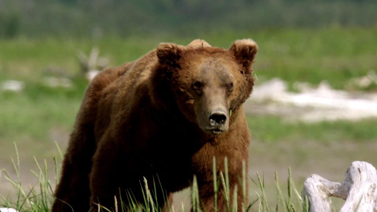Встречи с гризли