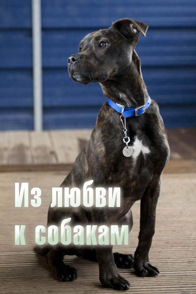 Из любви к собакам
