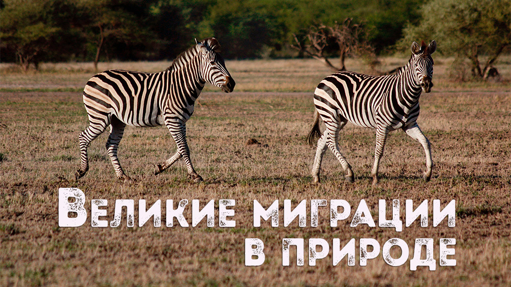 Великие миграции в природе