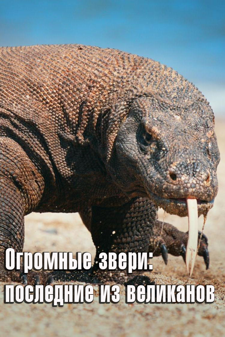 Огромные звери: последние из великанов