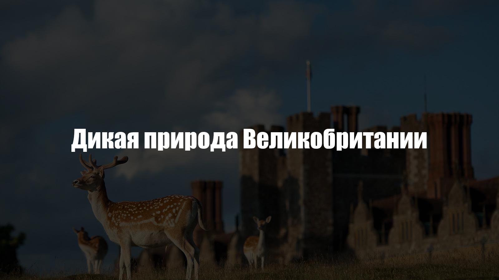 Дикая природа Великобритании