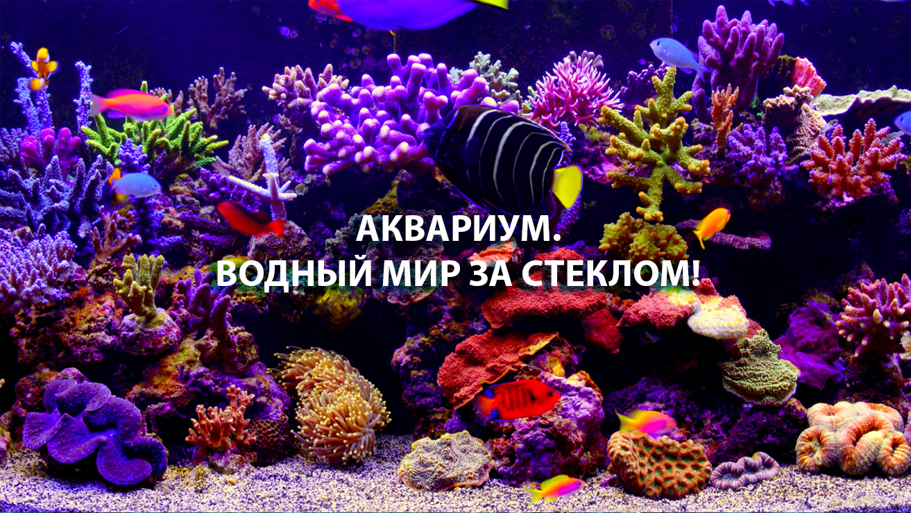 An Aquatic Life