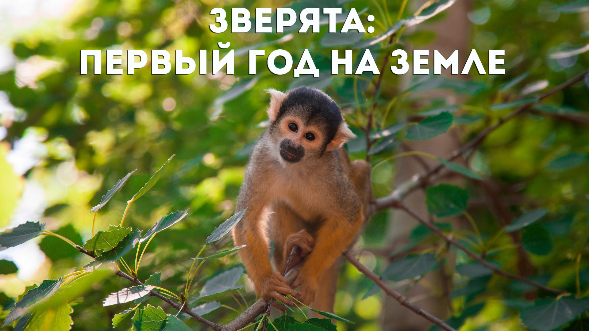 Зверята: первый год на земле