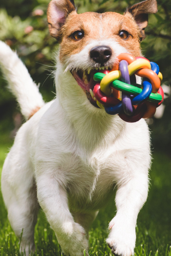 Dogs Are Incredible