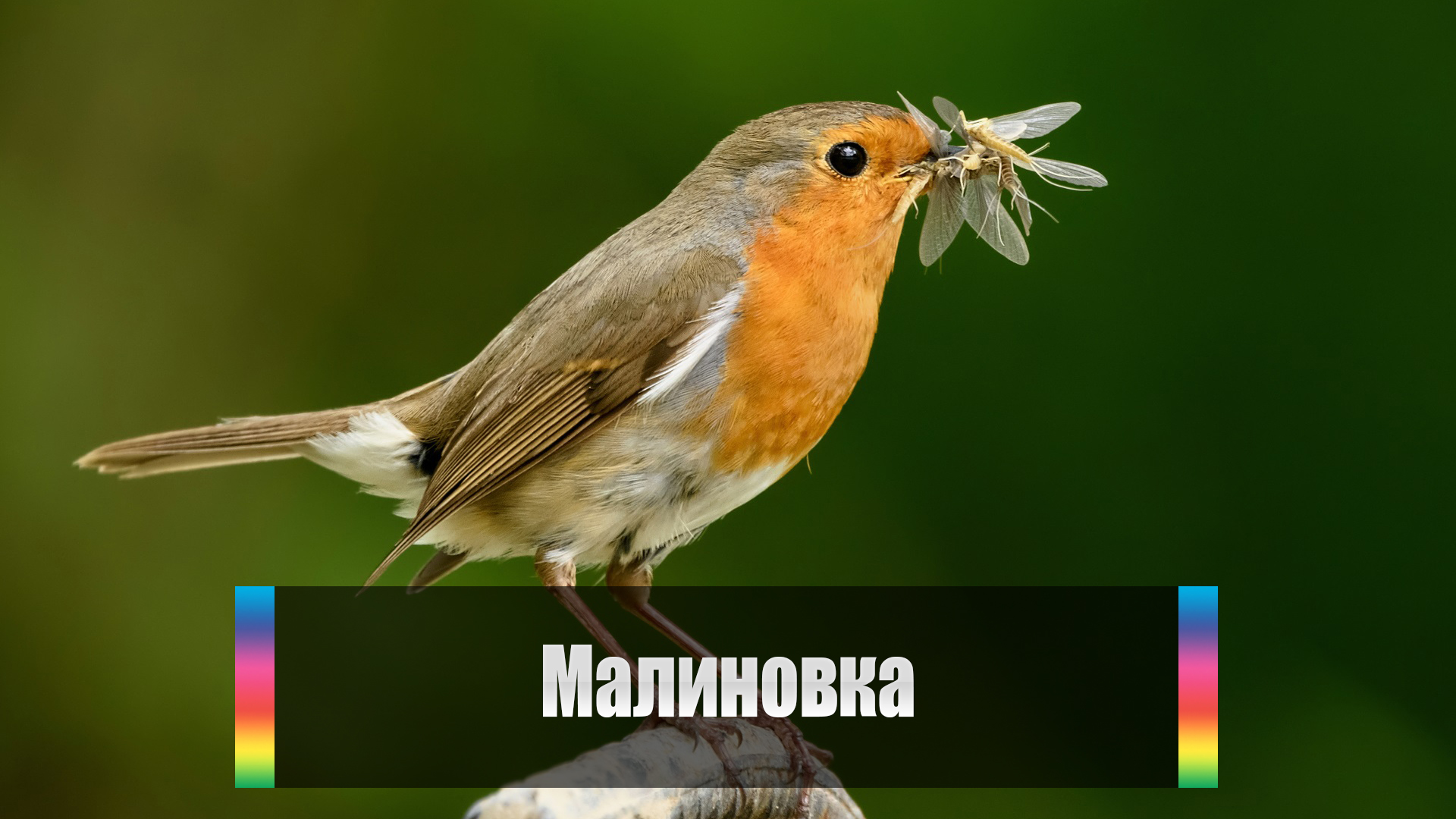 Малиновка