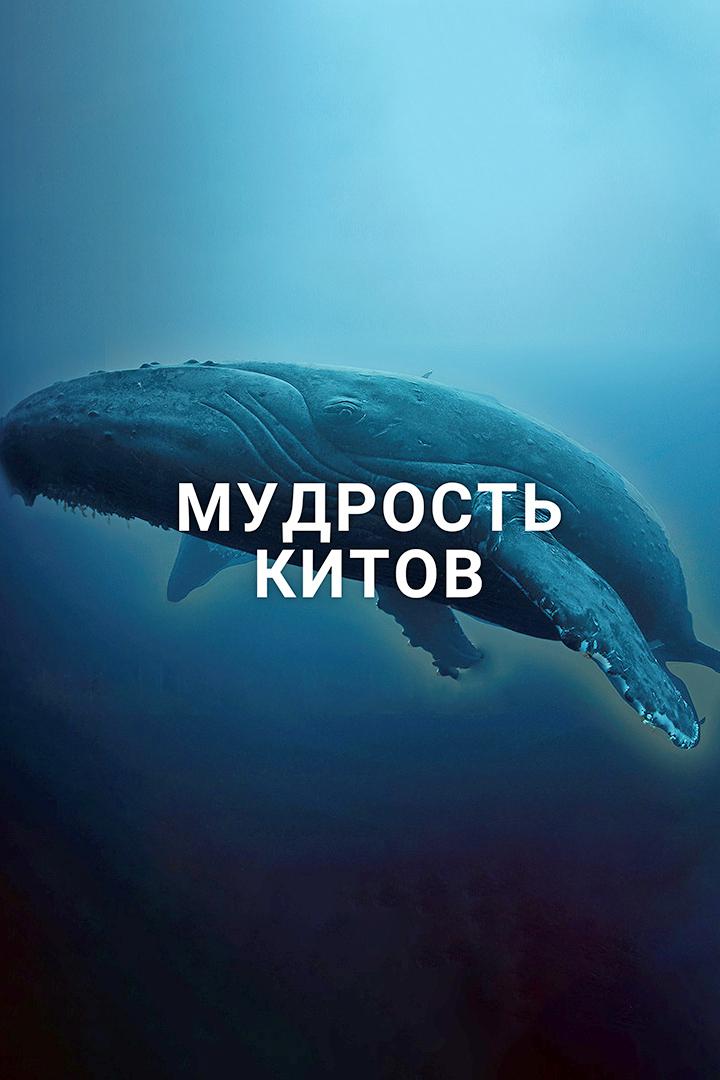 Мудрость китов