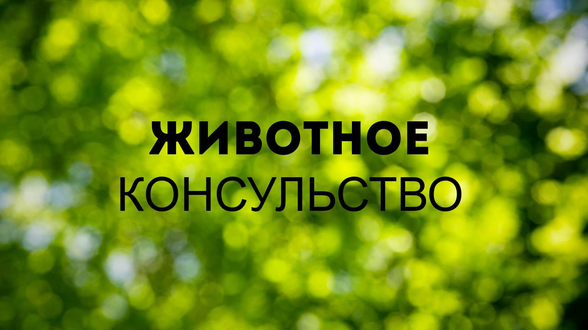 Животное консульство