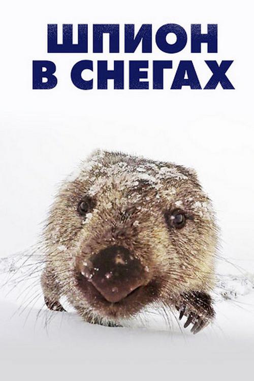 Шпион в снегах