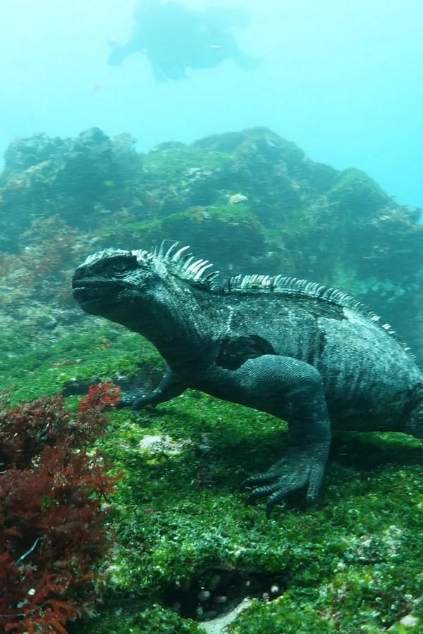 Морские ящеры