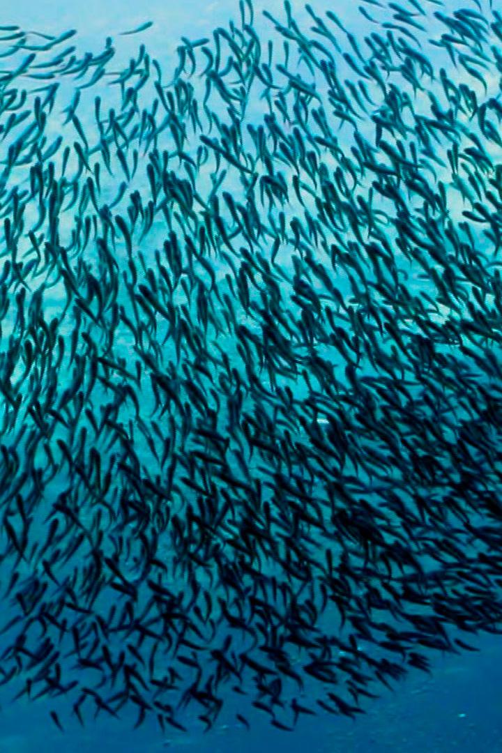 The Blue World