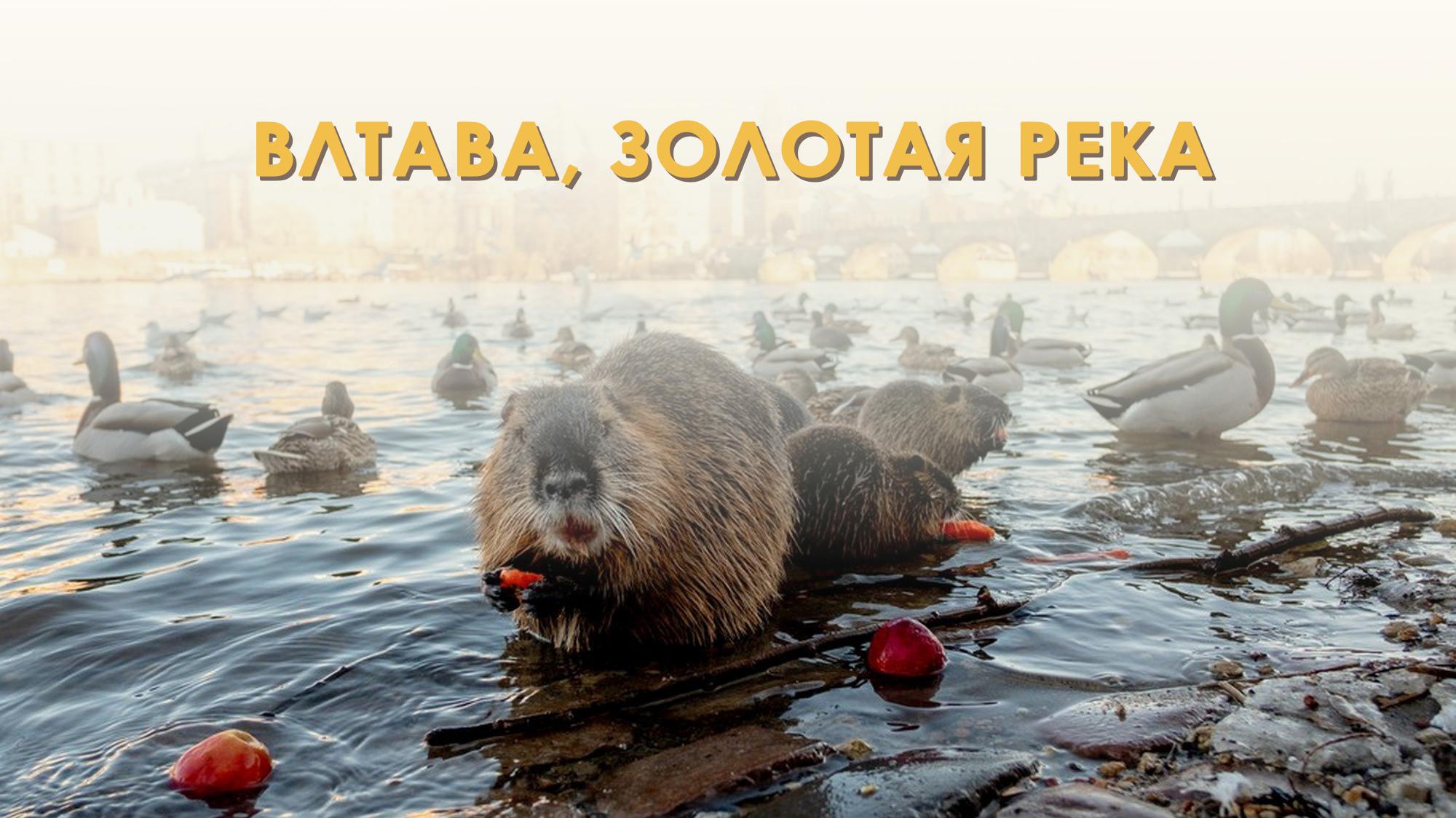 Влтава, золотая река