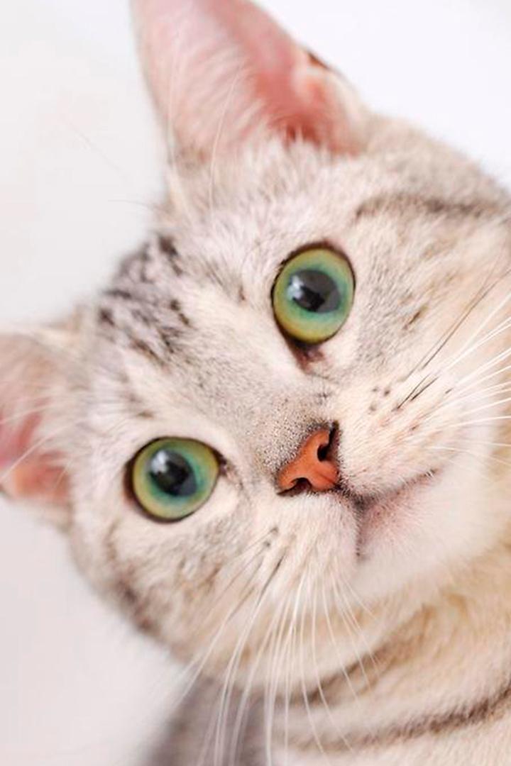 Кошачья клиника