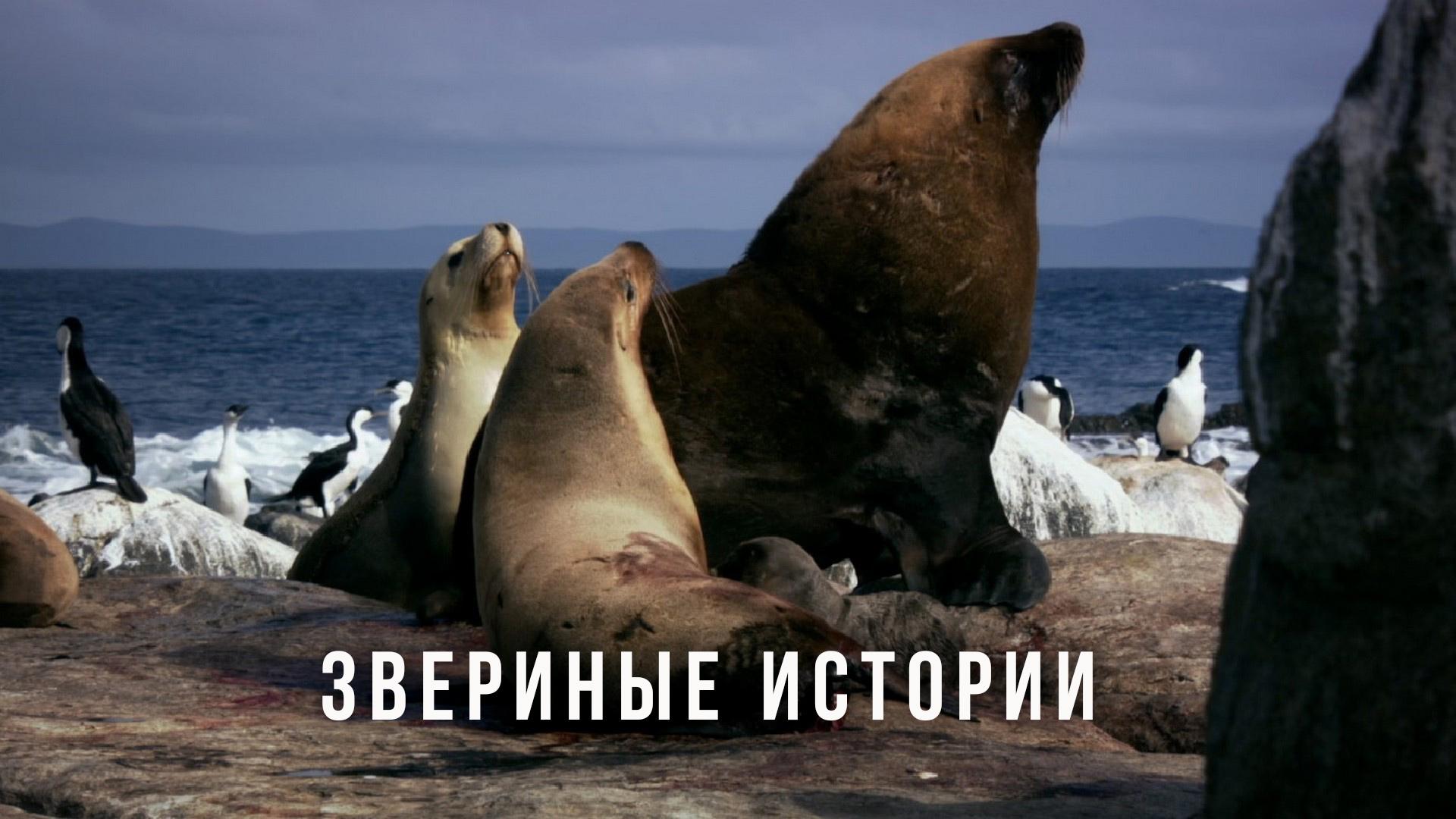 Звериные истории