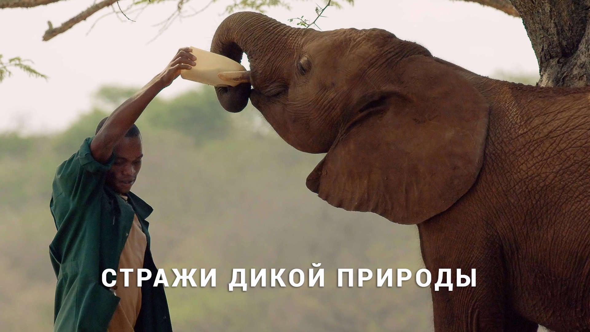 Стражи дикой природы