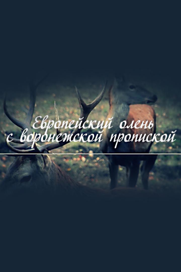 Европейский олень с воронежской пропиской