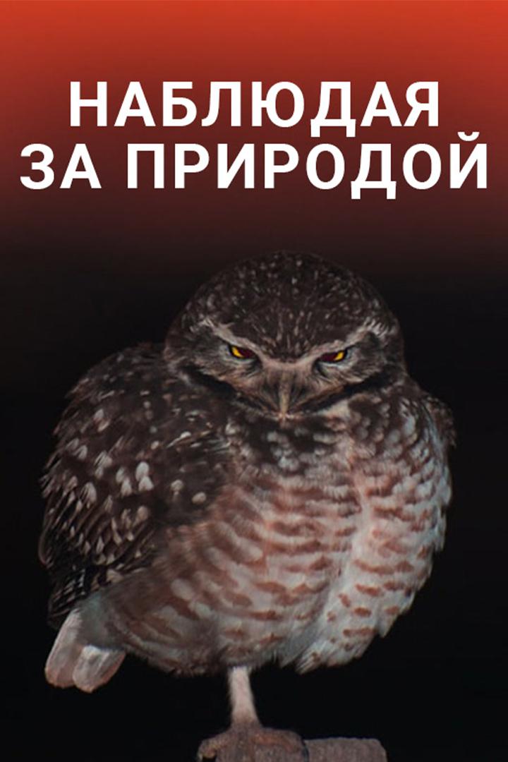Наблюдая за природой
