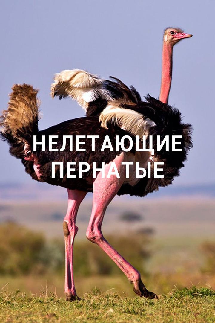 Нелетающие пернатые