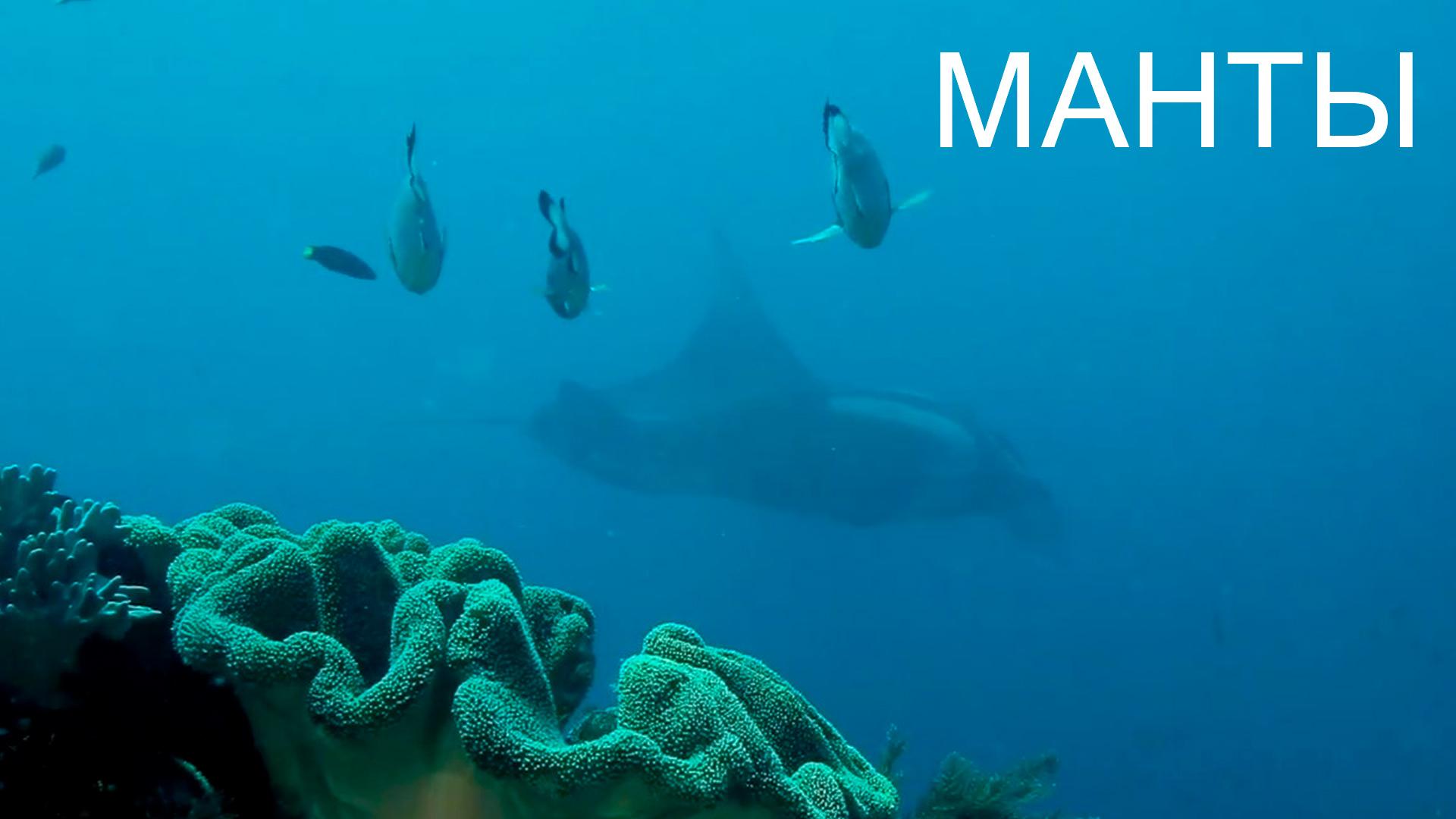 Манты