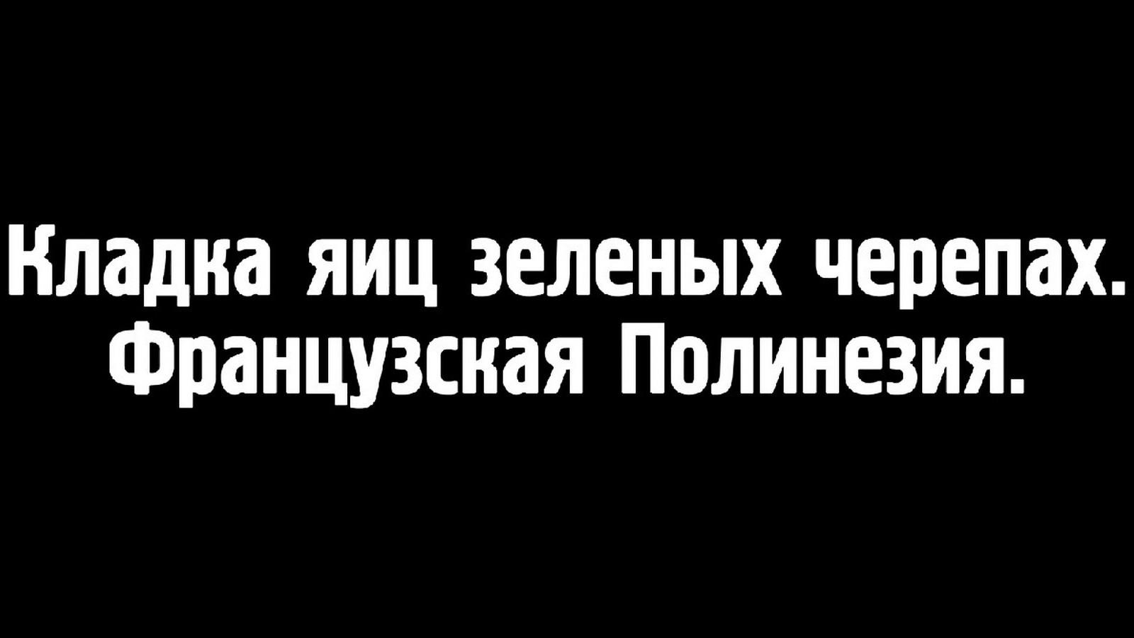 Кладка яиц зелёных черепах