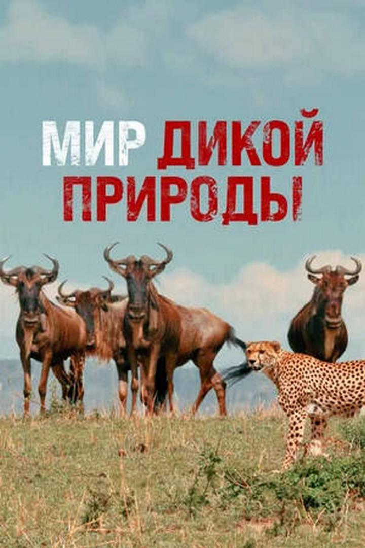Мир дикой природы 3