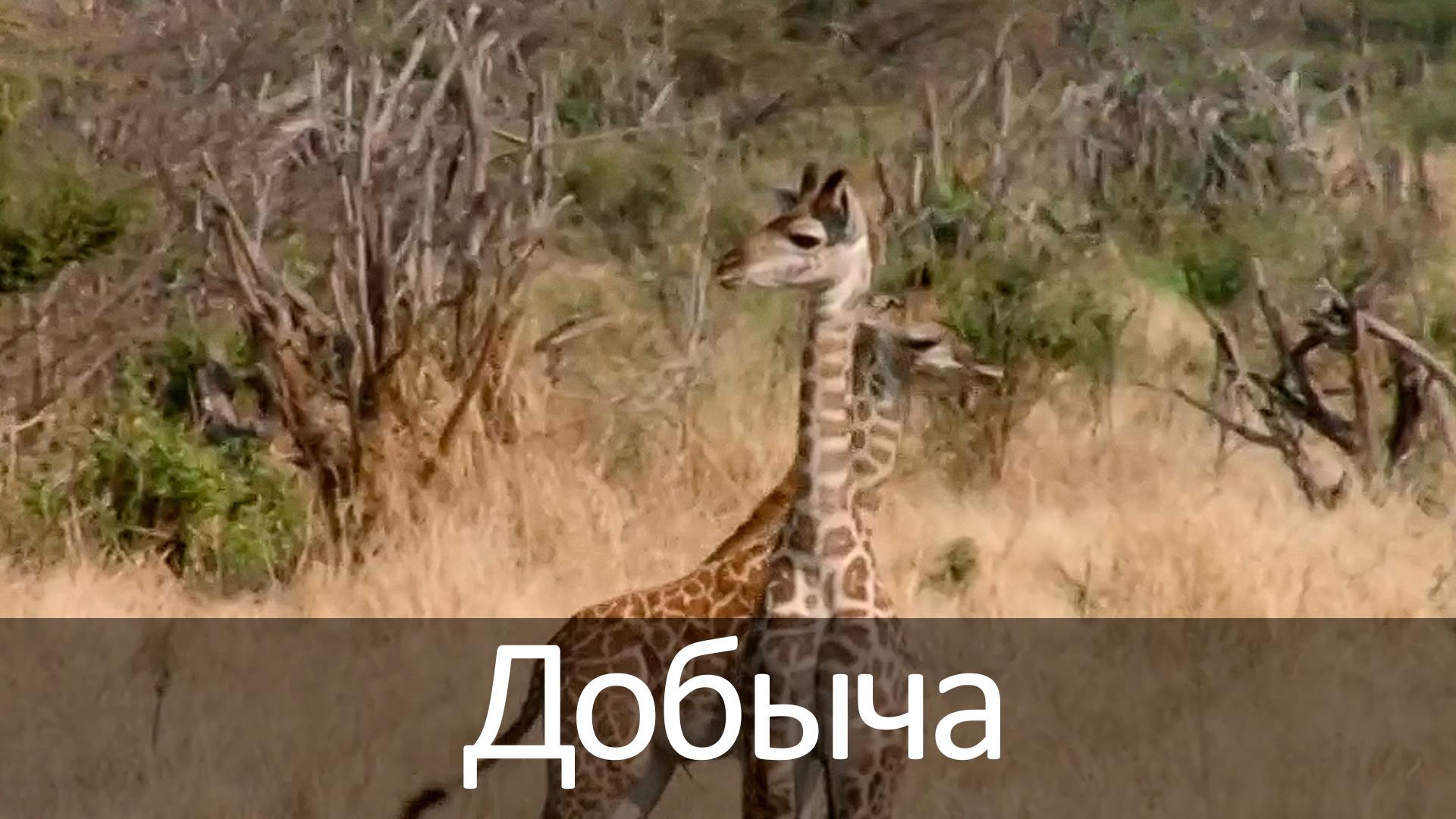 Добыча