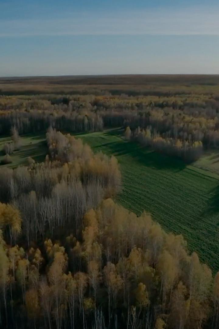 Уральская загонная охота на сибирскую косулю
